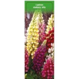 lupinus-gallery-mix0