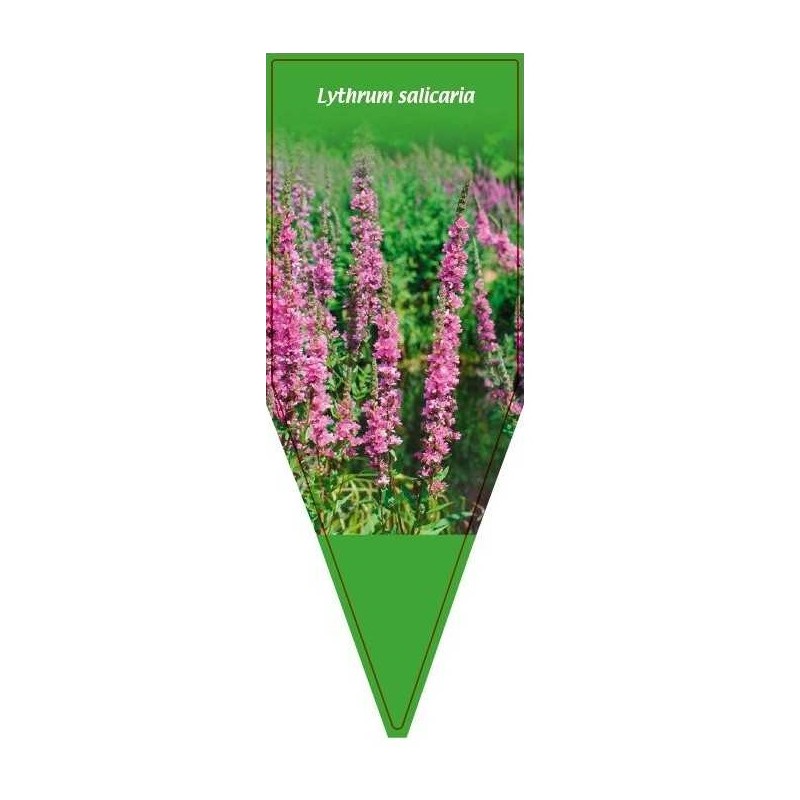 lythrum-salicaria-0