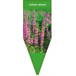 lythrum-salicaria-0