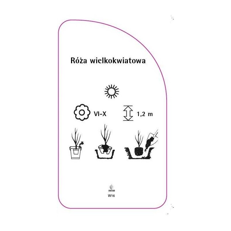 roza-wielkokwiatowa-w161