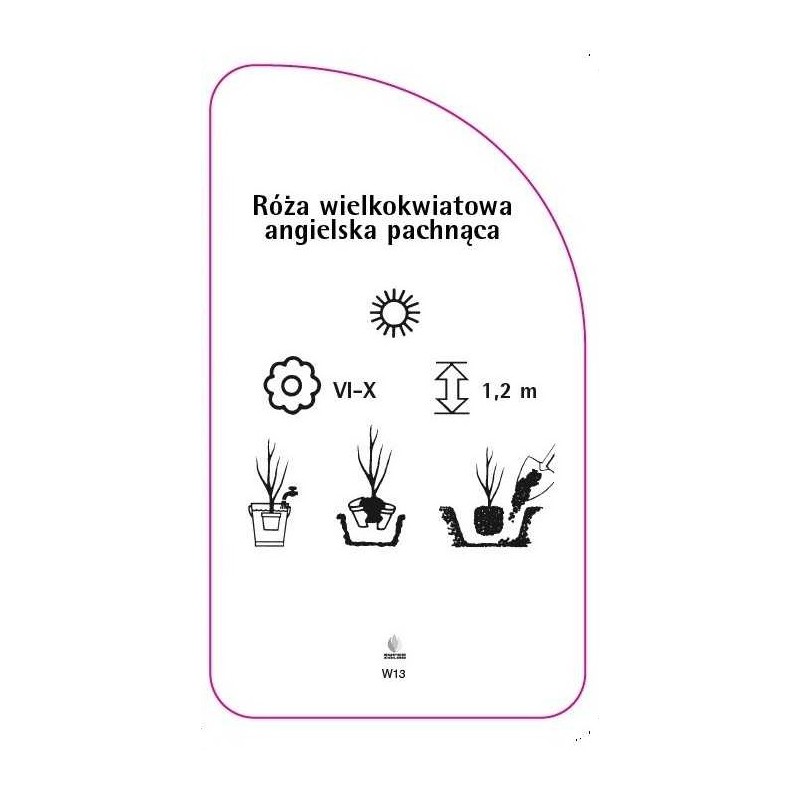 roza-wielkokwiatowa-angielska-pachnaca-w131