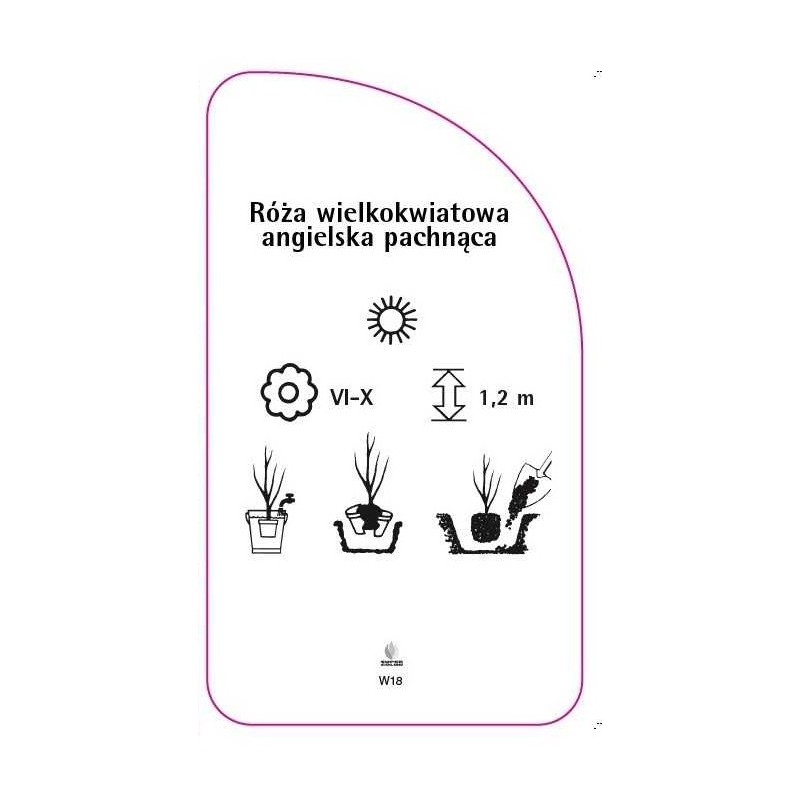 roza-wielkokwiatowa-angielska-pachnaca-w181