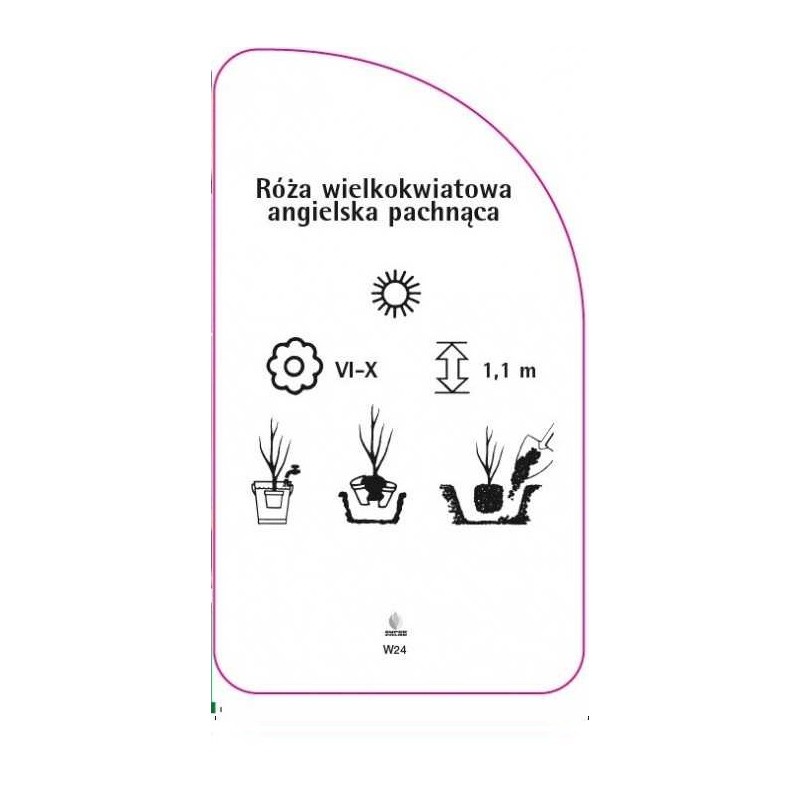 roza-wielkokwiatowa-angielska-pachnaca-w241