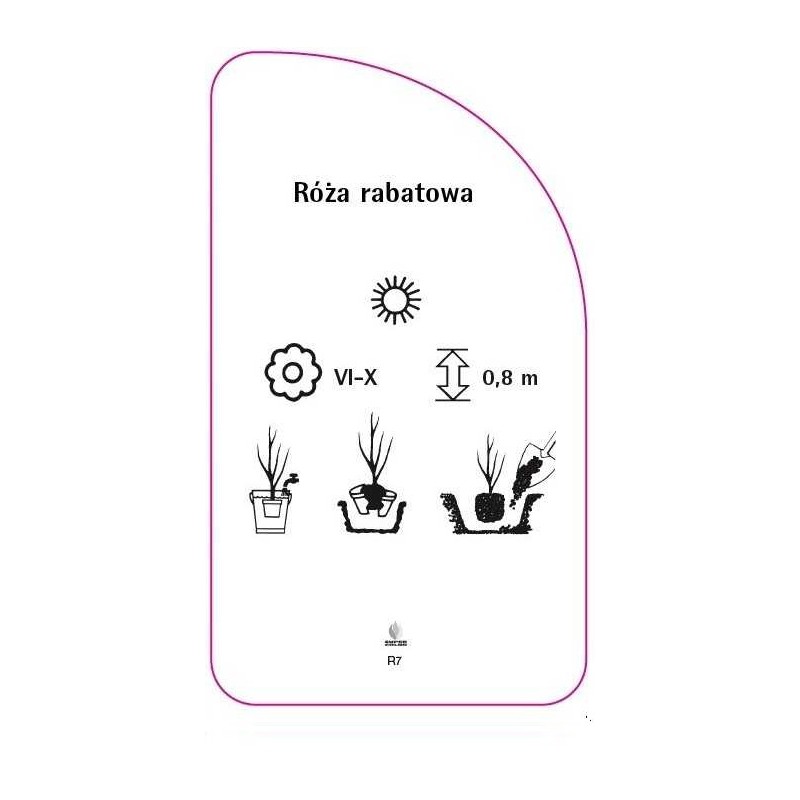 roza-rabatowa-r71