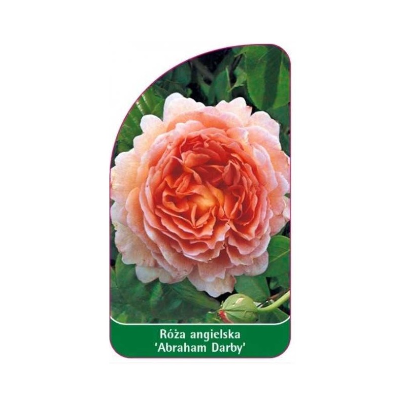 roza-abraham-darby-0