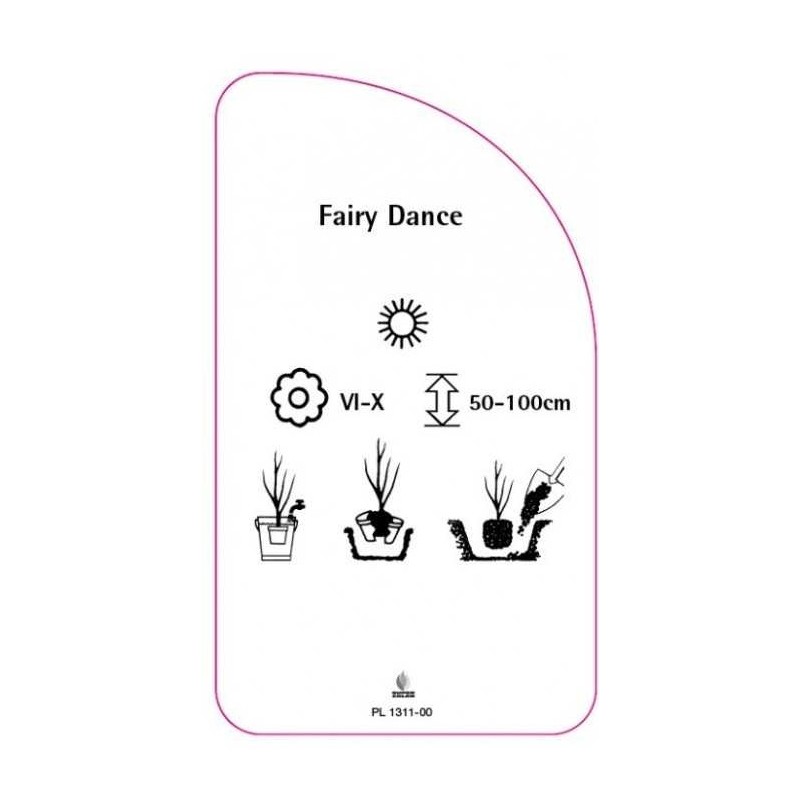 roza-fairy-dance-1