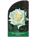 roza-wielkokwiatowa-kristine-0