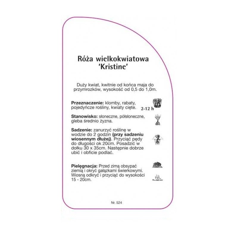 roza-wielkokwiatowa-kristine-1