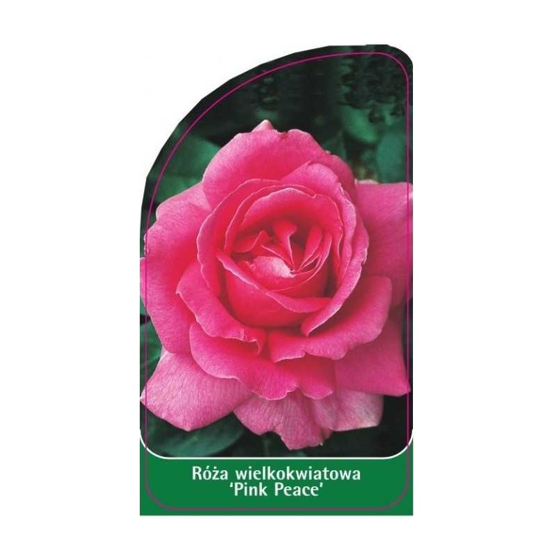 roza-wielkokwiatowa-pink-peace-a0