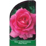 roza-wielkokwiatowa-pink-peace-a0