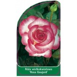 roza-wielkokwiatowa-rose-gaujard-a0