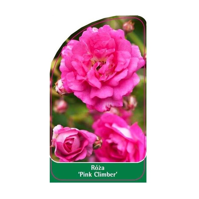 roza-pink-climber-0