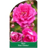 roza-pink-climber-0