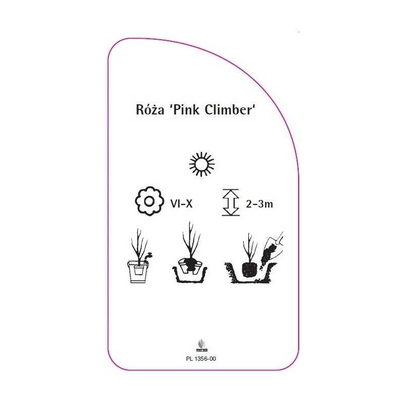 roza-pink-climber-1