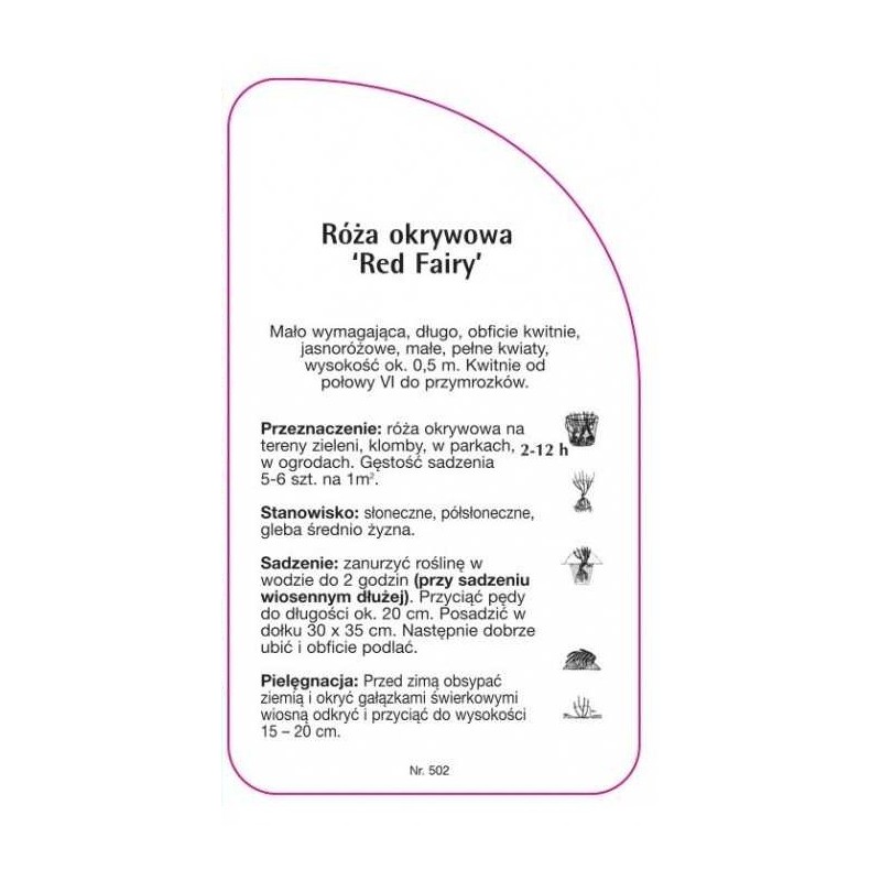 roza-okrywowa-red-fairy-1