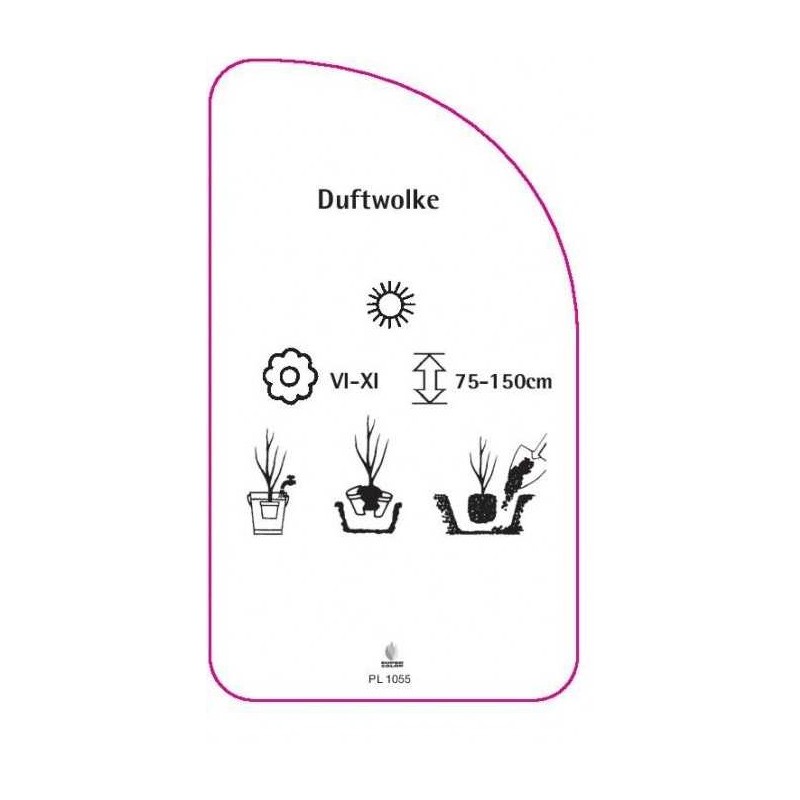 roza-duftwolke-1