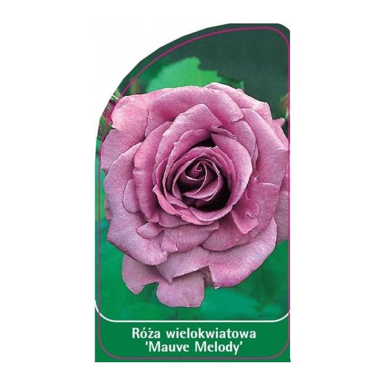 roza-wielokwiatowa-mauve-melody-0