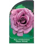 roza-wielokwiatowa-mauve-melody-0